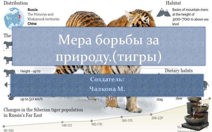 Создатель:Чалкова М.11 «Б»Мера борьбы за природу.(тигры)