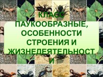 Класс Паукообразные