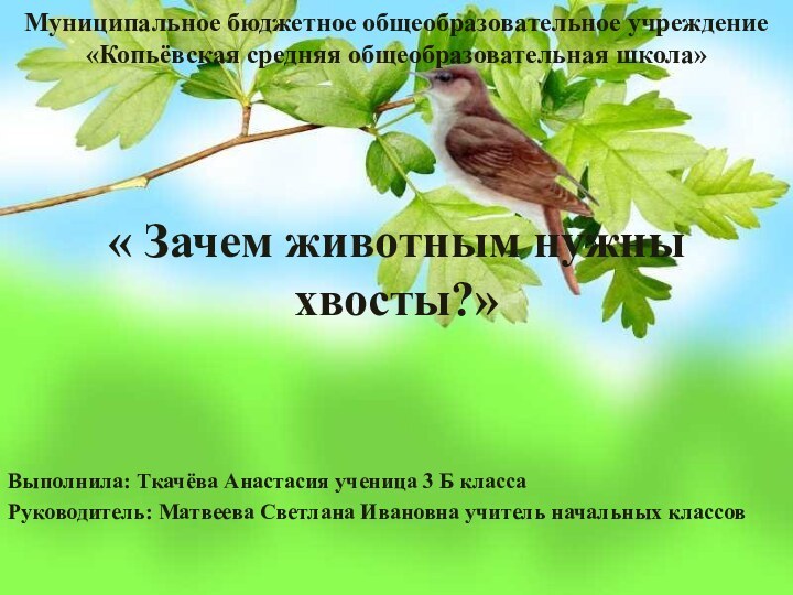 Муниципальное бюджетное общеобразовательное учреждение «Копьёвская средняя общеобразовательная школа»« Зачем животным нужны хвосты?»Выполнила: