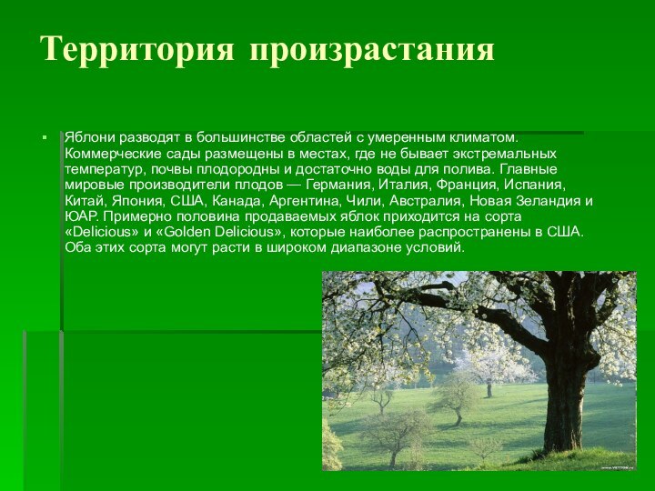 Территория произрастания Яблони разводят в большинстве областей с умеренным климатом. Коммерческие сады