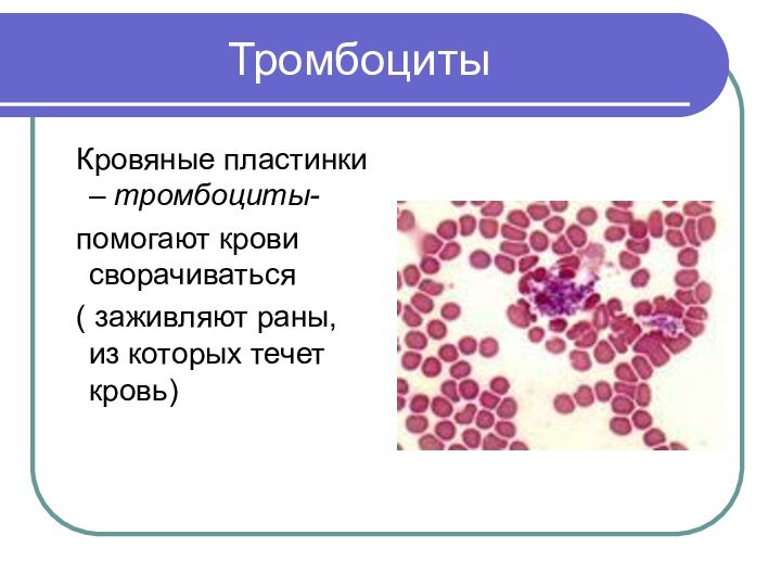 Тромбоциты Кровяные пластинки – тромбоциты- помогают крови сворачиваться ( заживляют раны, из которых течет кровь)