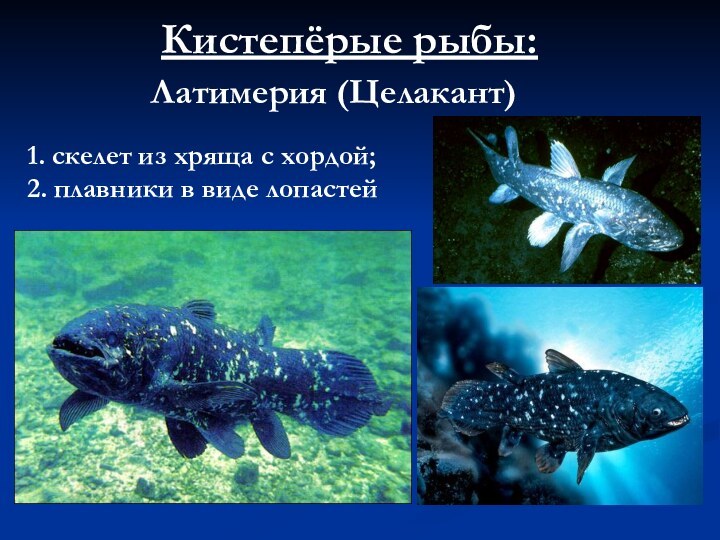 Кистепёрые рыбы:Латимерия (Целакант)1. скелет из хряща с хордой;2. плавники в виде лопастей