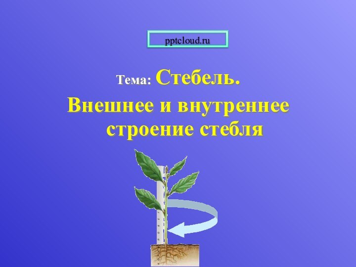 Тема: Стебель. Внешнее и внутреннее строение стебля