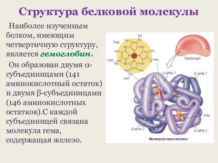 Структура белковой молекулы	Наиболее изученным белком, имеющим четвертичную структуру, является гемоглобин. 	Он образован