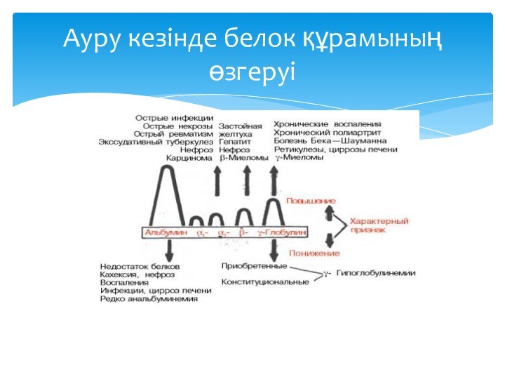 Ауру кезінде белок құрамының өзгеруі