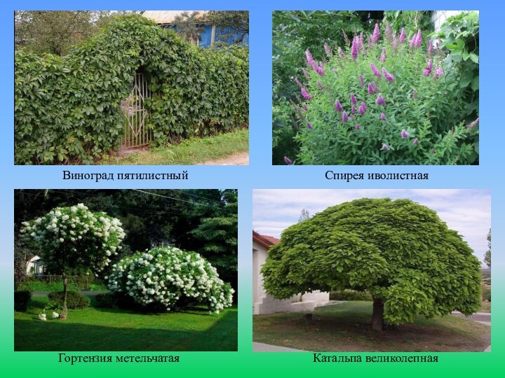 Виноград пятилистныйКатальпа великолепнаяСпирея иволистнаяГортензия метельчатая