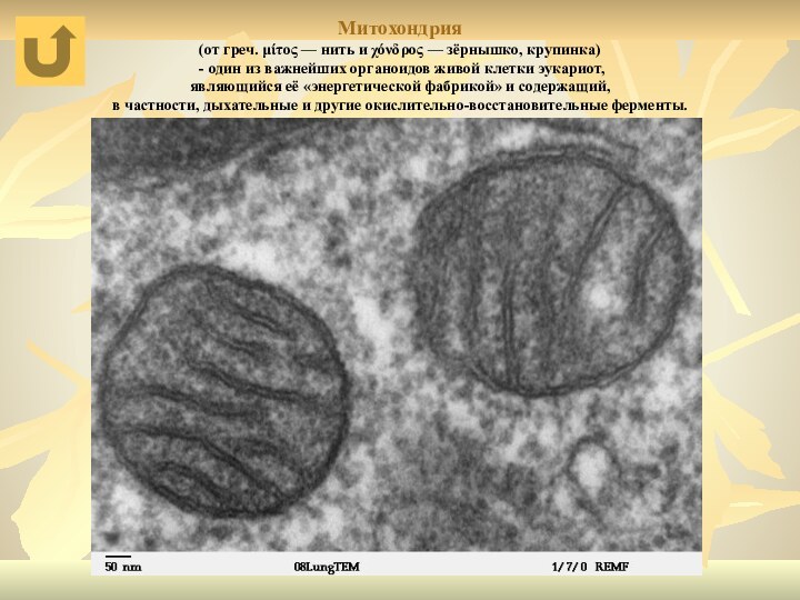 Митохондрия  (от греч. μίτος — нить и χόνδρος — зёрнышко, крупинка)