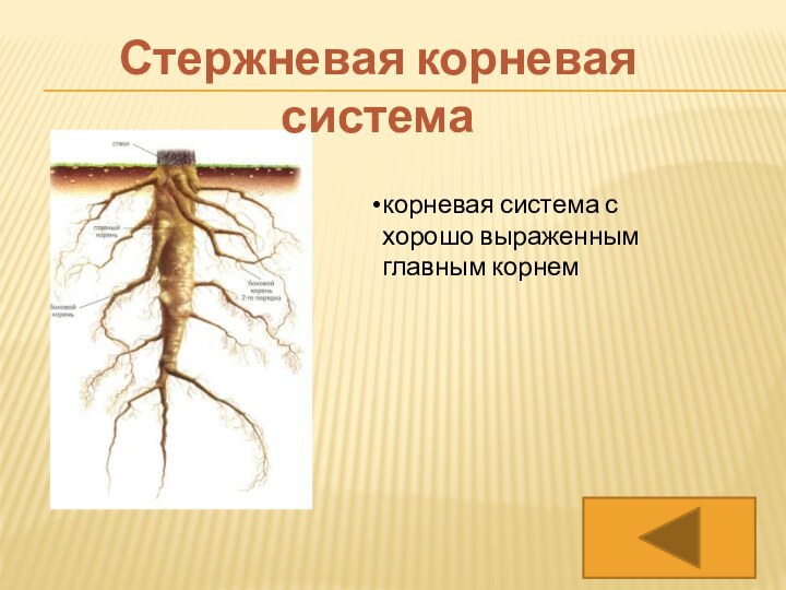 Стержневая корневая системакорневая система с хорошо выраженным главным корнем