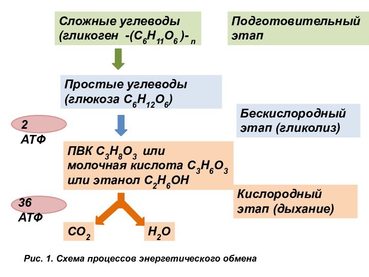 Сложные углеводы(гликоген -(С6Н11О6 )- nПростые углеводы(глюкоза С6Н12О6)ПВК С3Н8О3 или молочная кислота С3Н6О3или