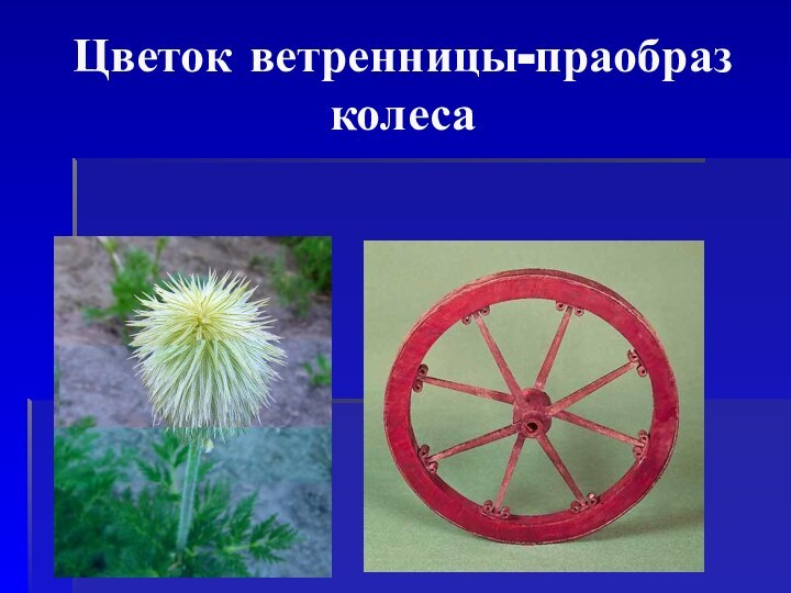 Цветок ветренницы-праобраз колеса