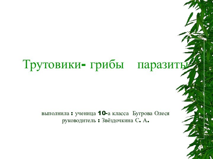 Трутовики- грибы  паразиты    выполнила : ученица 10-а класса