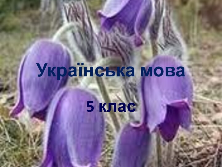 Українська мова5 клас