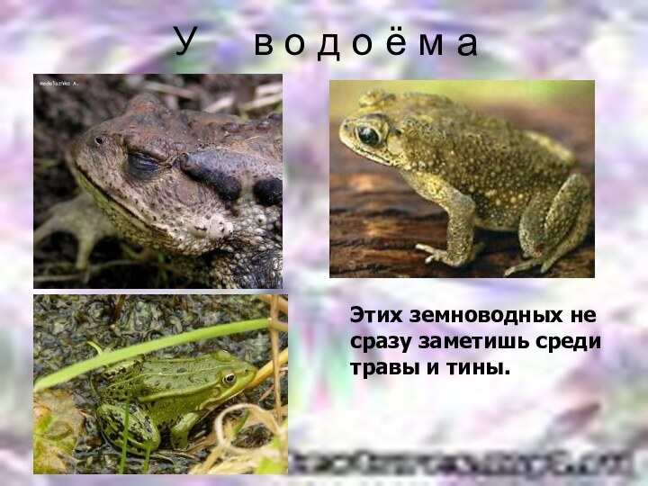 У   в о д о ё м а Этих земноводных