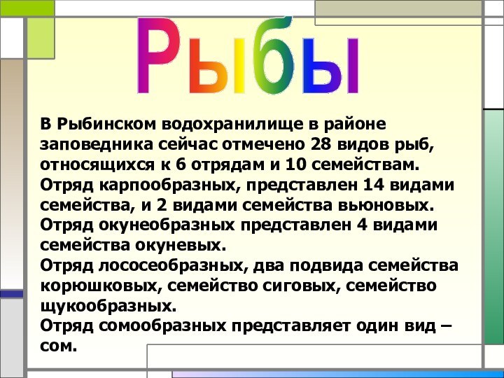 В Рыбинском водохранилище в районе заповедника сейчас отмечено 28 видов рыб, относящихся