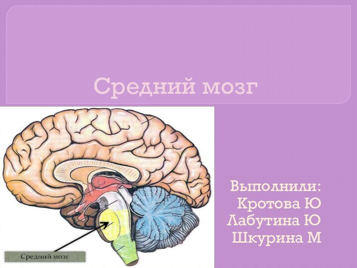 Средний мозгВыполнили:Кротова ЮЛабутина ЮШкурина М