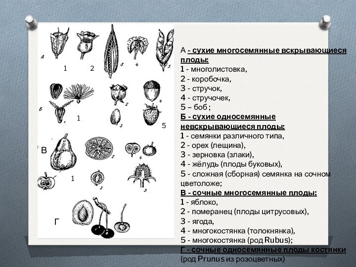 121ВГ1А - сухие многосемянные вскрывающиеся плоды: 1 - многолистовка, 2 - коробочка,