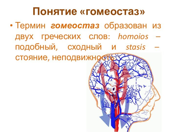 Понятие «гомеостаз»Термин гомеостаз образован из двух греческих слов: homoios – подобный, сходный