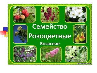 Семейство Розоцветные