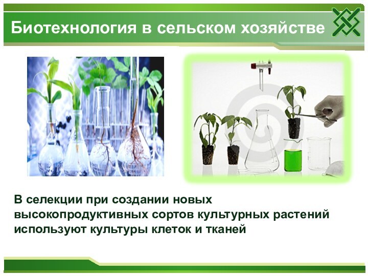 В селекции при создании новых высокопродуктивных сортов культурных растений используют культуры клеток