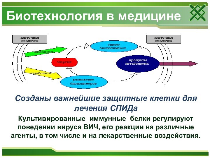 Созданы важнейшие защитные клетки для лечения СПИДаКультивированные иммунные белки регулируют поведении вируса