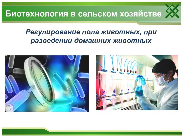 Регулирование пола животных, при разведении домашних животных		Биотехнология в сельском хозяйстве