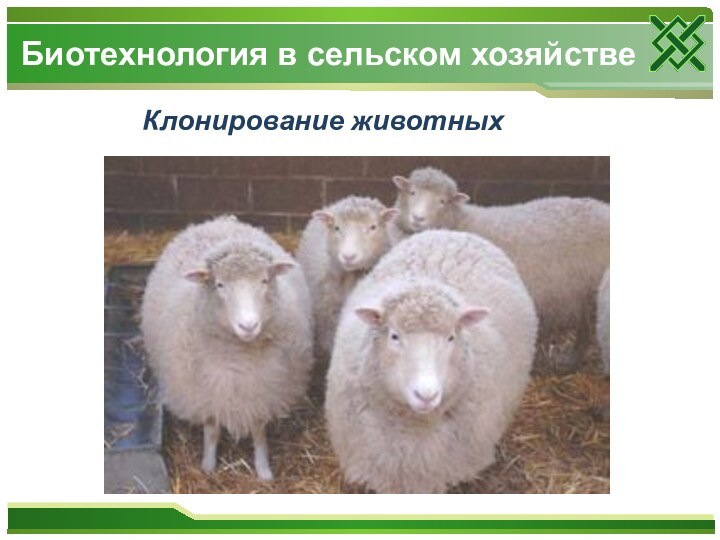 Клонирование животныхБиотехнология в сельском хозяйстве