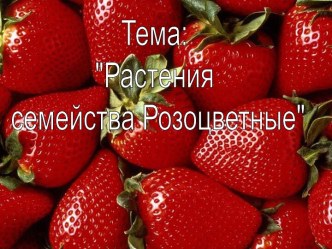 Семейство Розоцветные