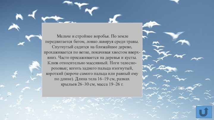  Мельче и стройнее воробья. По земле передвигается бегом, ловко лавируя среди травы. Спугнутый садится