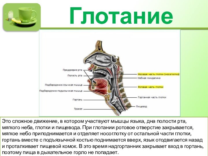 ГлотаниеЭто сложное движение, в котором участвуют мышцы языка, дна полости рта, мягкого