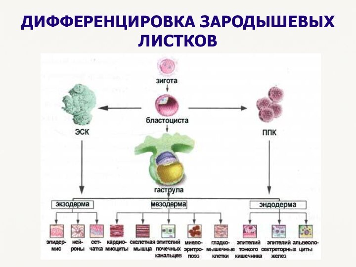 ДИФФЕРЕНЦИРОВКА ЗАРОДЫШЕВЫХ ЛИСТКОВ