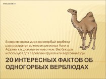 20 интересных фактов об одногорбых верблюдах