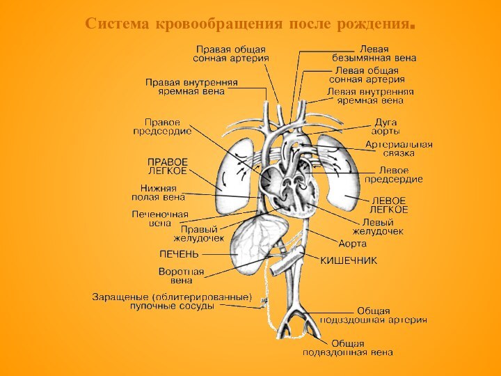 Система кровообращения после рождения.