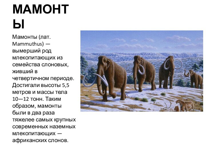 МАМОНТЫ Мамонты (лат. Mammuthus) — вымерший род млекопитающих из семейства слоновых, живший