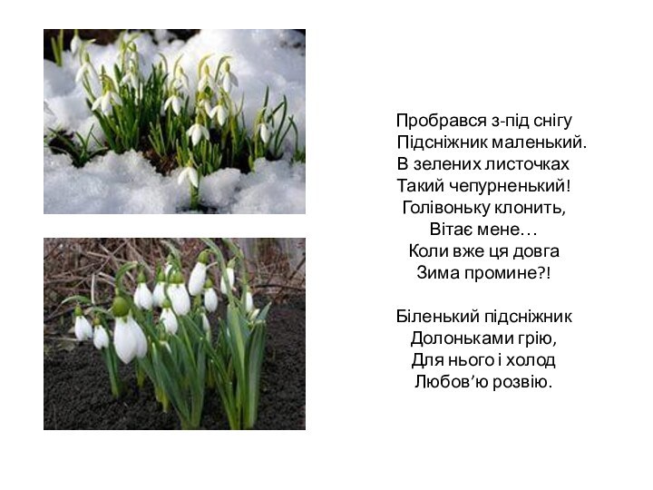 Пробрався з-під снігу   Підсніжник маленький. В зелених листочках Такий чепурненький!