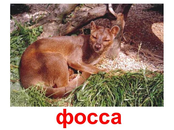 фосса