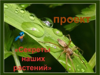 Секреты наших растений