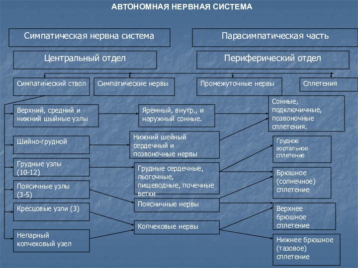 АВТОНОМНАЯ НЕРВНАЯ СИСТЕМА