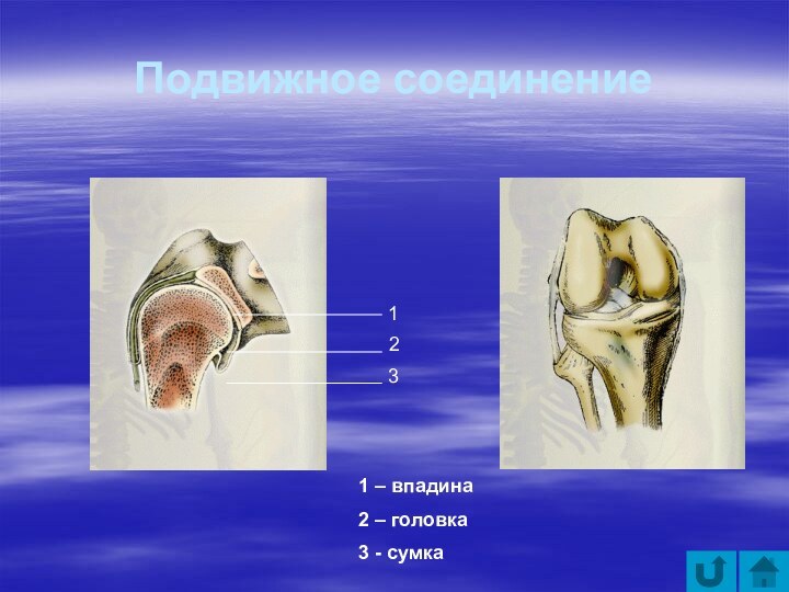 Подвижное соединение1231 – впадина2 – головка3 - сумка