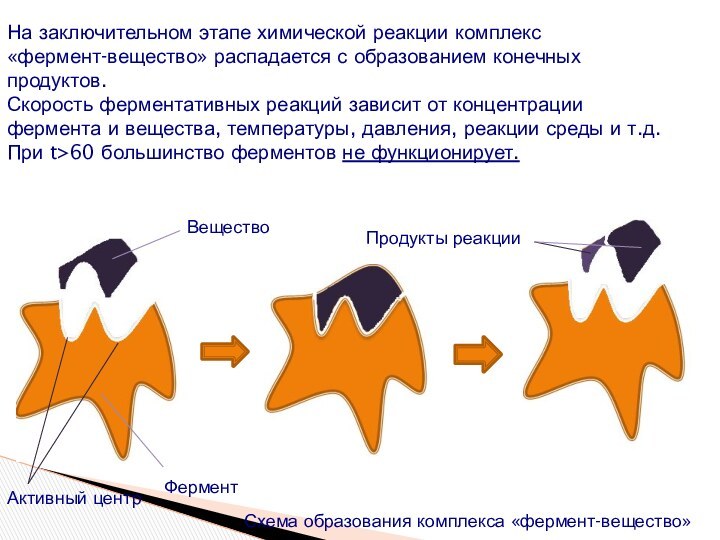 На заключительном этапе химической реакции комплекс «фермент-вещество» распадается с образованием конечных продуктов.Скорость