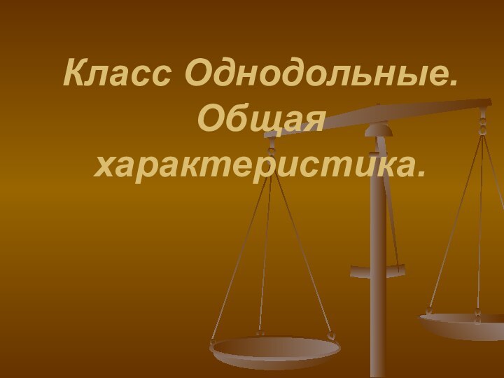 Класс Однодольные. Общая характеристика.