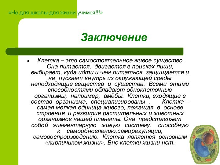 Заключение Клетка – это самостоятельное живое существо. Она питается, двигается в поисках