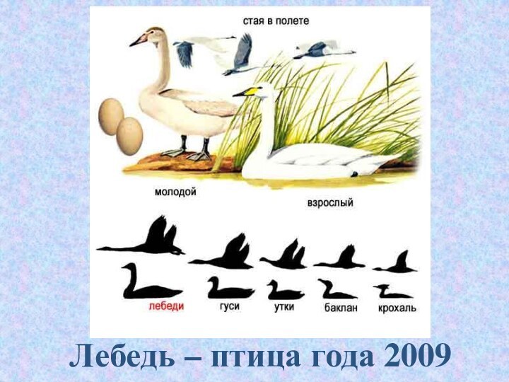 Лебедь – птица года 2009