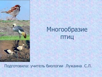 Многообразие птиц