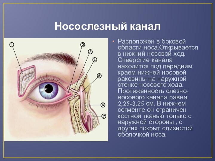 Носослезный каналРасположен в боковой области носа.Открывается в нижний носовой ход. Отверстие канала