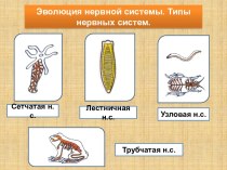 Эволюция нервной системы. Типы нервных систем