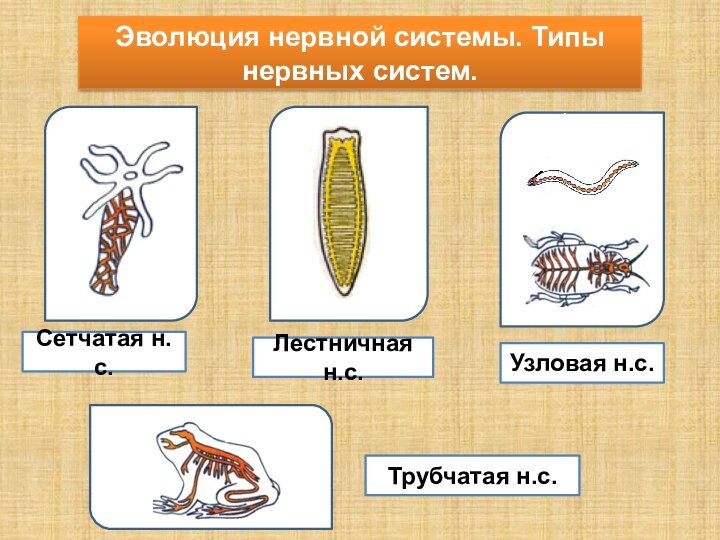 Эволюция нервной системы. Типы нервных систем.Сетчатая н.с.Лестничная н.с.Узловая н.с.Трубчатая н.с.