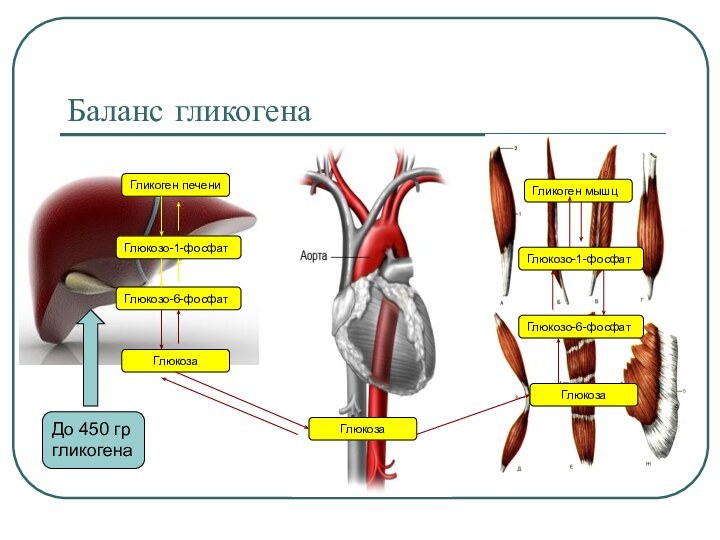 Баланс гликогенаГликоген печениГлюкозо-1-фосфатГлюкозо-6-фосфатГлюкозаГлюкозаГлюкозаГлюкозо-6-фосфатГлюкозо-1-фосфатГликоген мышцДо 450 гргликогена