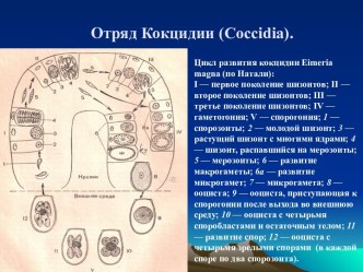 Отряд Кокцидии