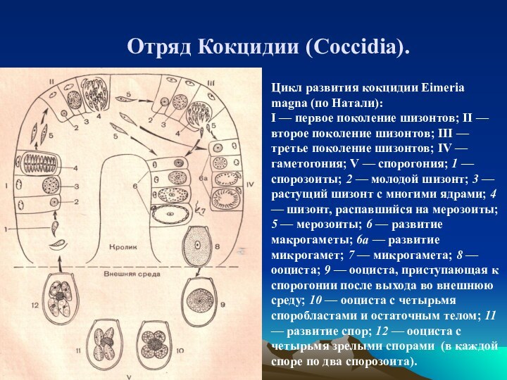 Отряд Кокцидии (Coccidia). Цикл развития кокцидии Eimeria magna (по Натали):I —