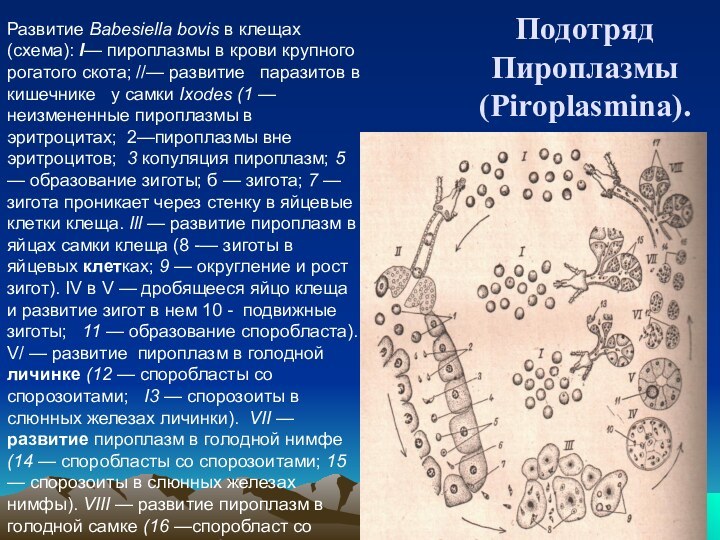 Подотряд Пироплазмы (Piroplasmina).Развитие Babesiella bоvis в клещах (схема): I— пироплазмы в крови